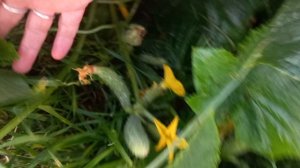 Жизнь в Деревне , часть 1