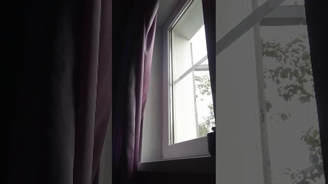 мы с котиком 2 смотреть онлайн