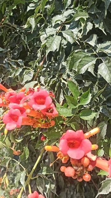 Шикарный кампсис привлекает множество пчел🐝 смотреть онлайн