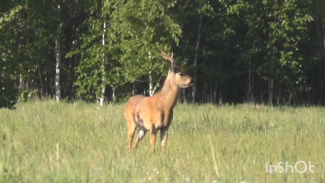 Реакция самца косули на манок. Гон Сибирской косули смотреть онлайн