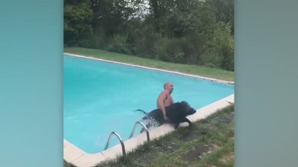 NEW! BRAIN TIME.  Animals vs Water 😂 Funny Animals [2025 Editions]