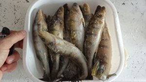 РЫБАЛКА НА ЖИВЦА ЛОВИМ ОКУНЯ И ЩУКУ