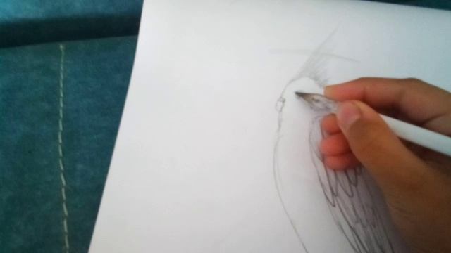 как нарисовать карелу красиво попугай ❤️ смотреть онлайн