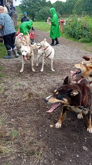 Камчатские ездовые! 🐶🐶🐶🐶