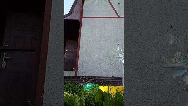 делаю дом для лягушек смотреть онлайн