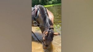 Эти забавные животные