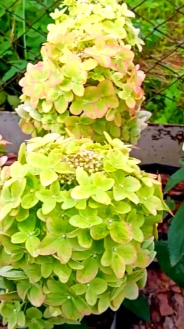 Лучшая гортензия из новинок (частное мнение)