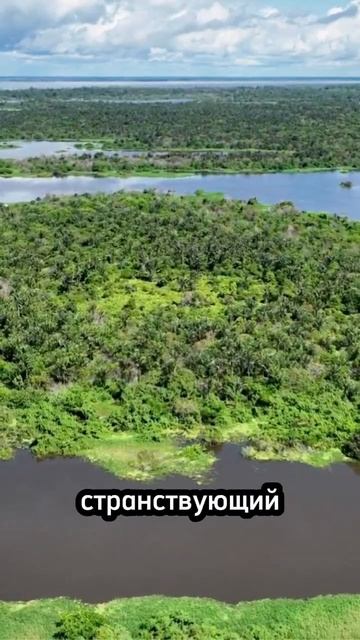 САМЫЙ опасный паук