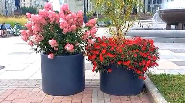 Искры клубящихся фонтанов, яркие розы и гортензии, красота Московского проспекта Санкт-Петербурга смотреть онлайн