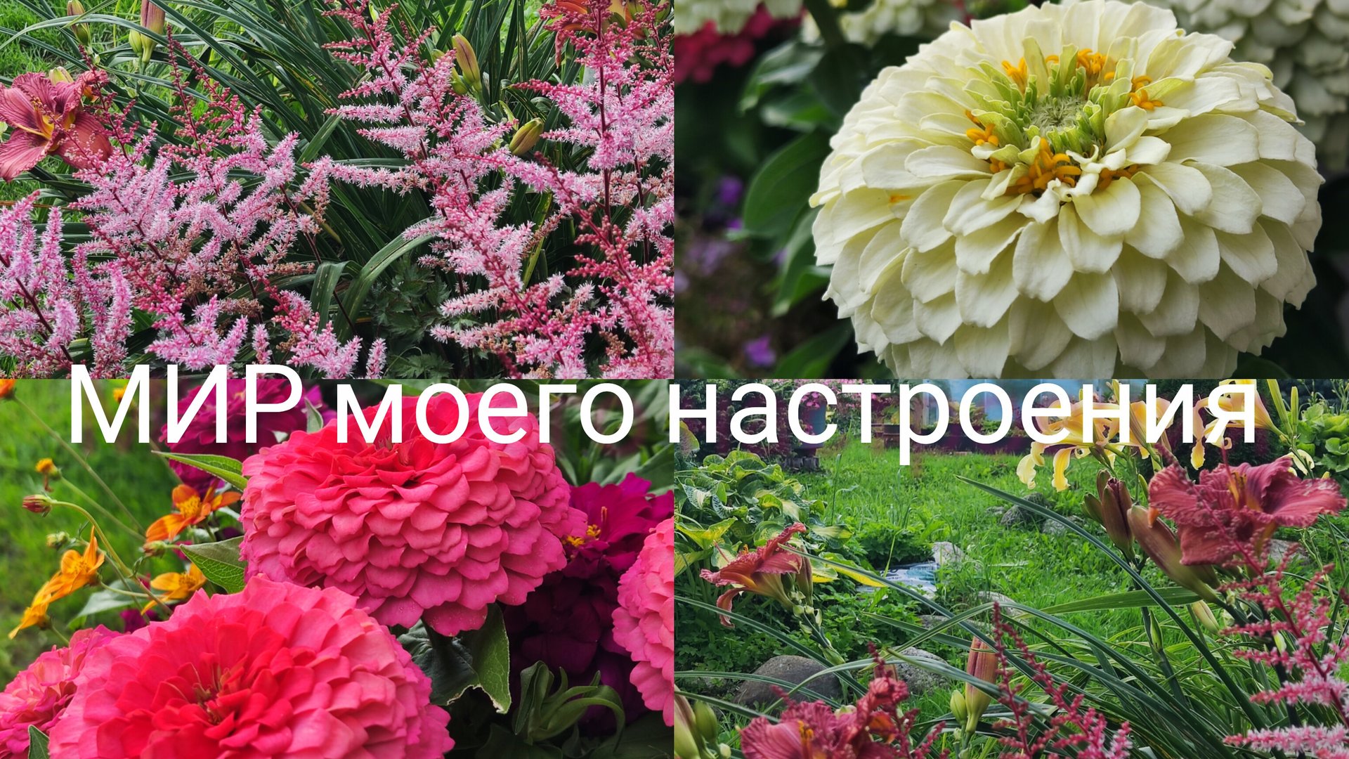 10.08.25 Цинии это красиво.Что нового в теплице. смотреть онлайн