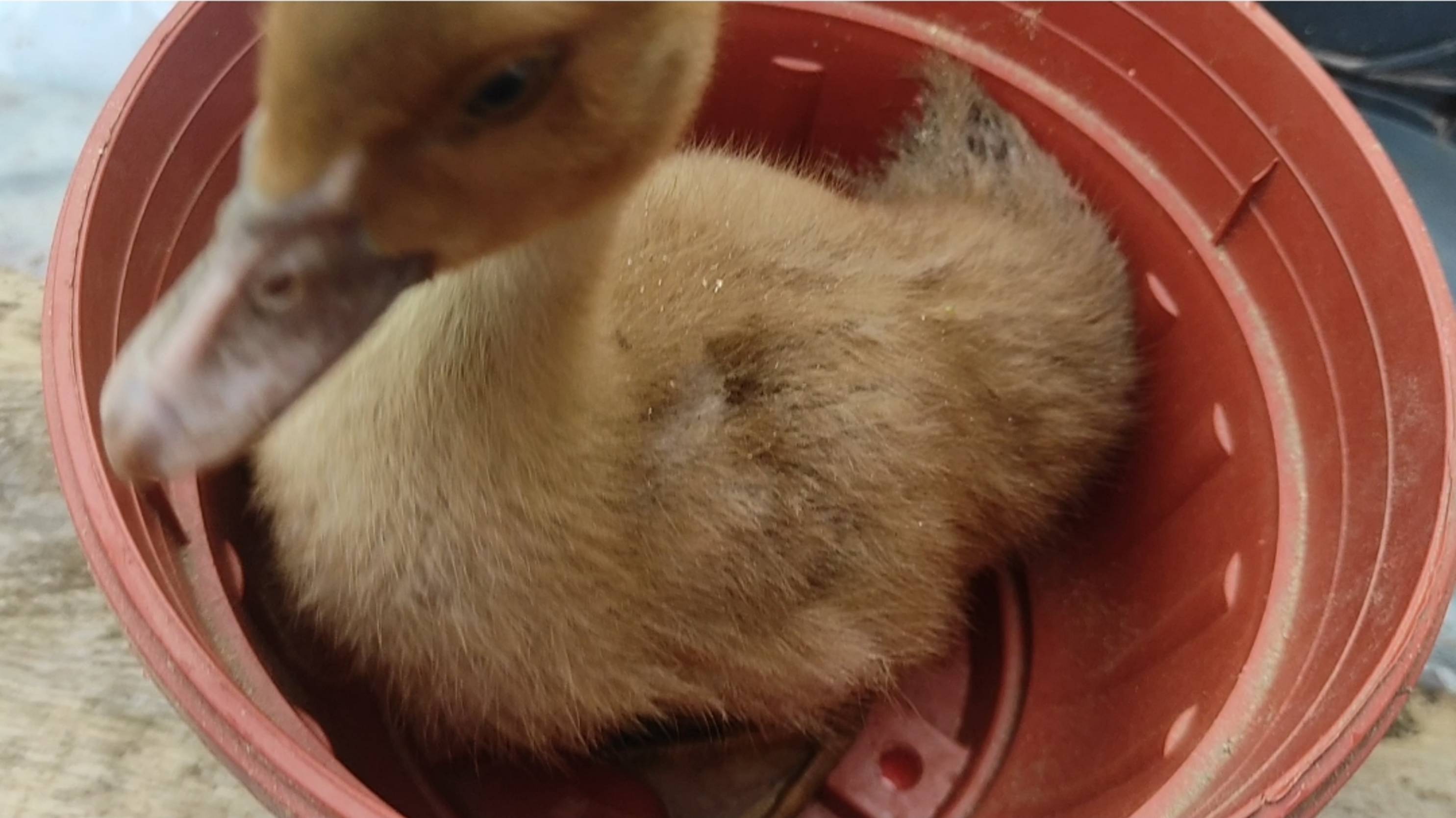 Мы подросли. смотреть онлайн