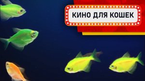 Видео для кошек - Разноцветные рыбки в темном аквариуме (Развлеки своего кота)