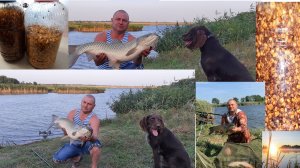 ЛУЧШАЯ ПРИКОРМКА ДЛЯ БЕЛОГО АМУРА, САЗАНА, КАРПА…