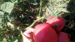 Томат Задница обезьяны