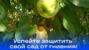 Гниющие яблоки на ветке: биолог Смирнов раскрыл секреты защиты сада от болезней