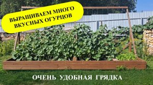 Очень удобная грядка для огурцов!