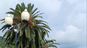 Набережная в Старой Гагре