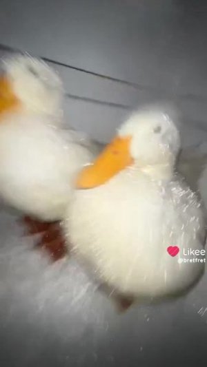 те самые гуси