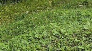 Наследство от мужа. 😄