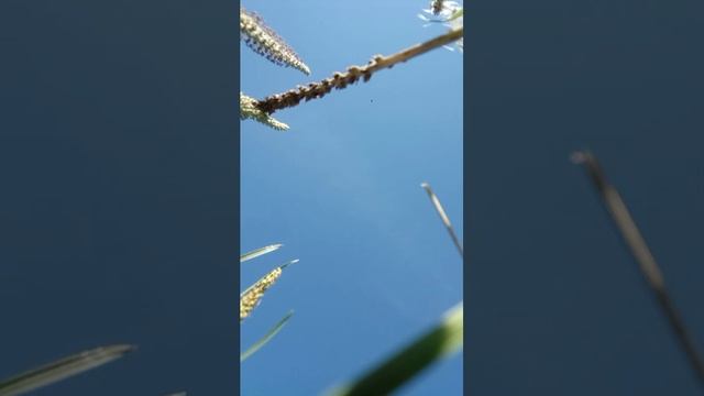 иду в поле смотреть онлайн