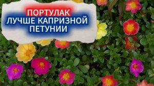 ПОРТУЛАК - ИДЕАЛЬНАЯ ЗАМЕНА КАПРИЗНОЙ ПЕТУНИИ/ПОСАДКА ЦВЕТКА ПОРТУЛАК В ВАЗОН