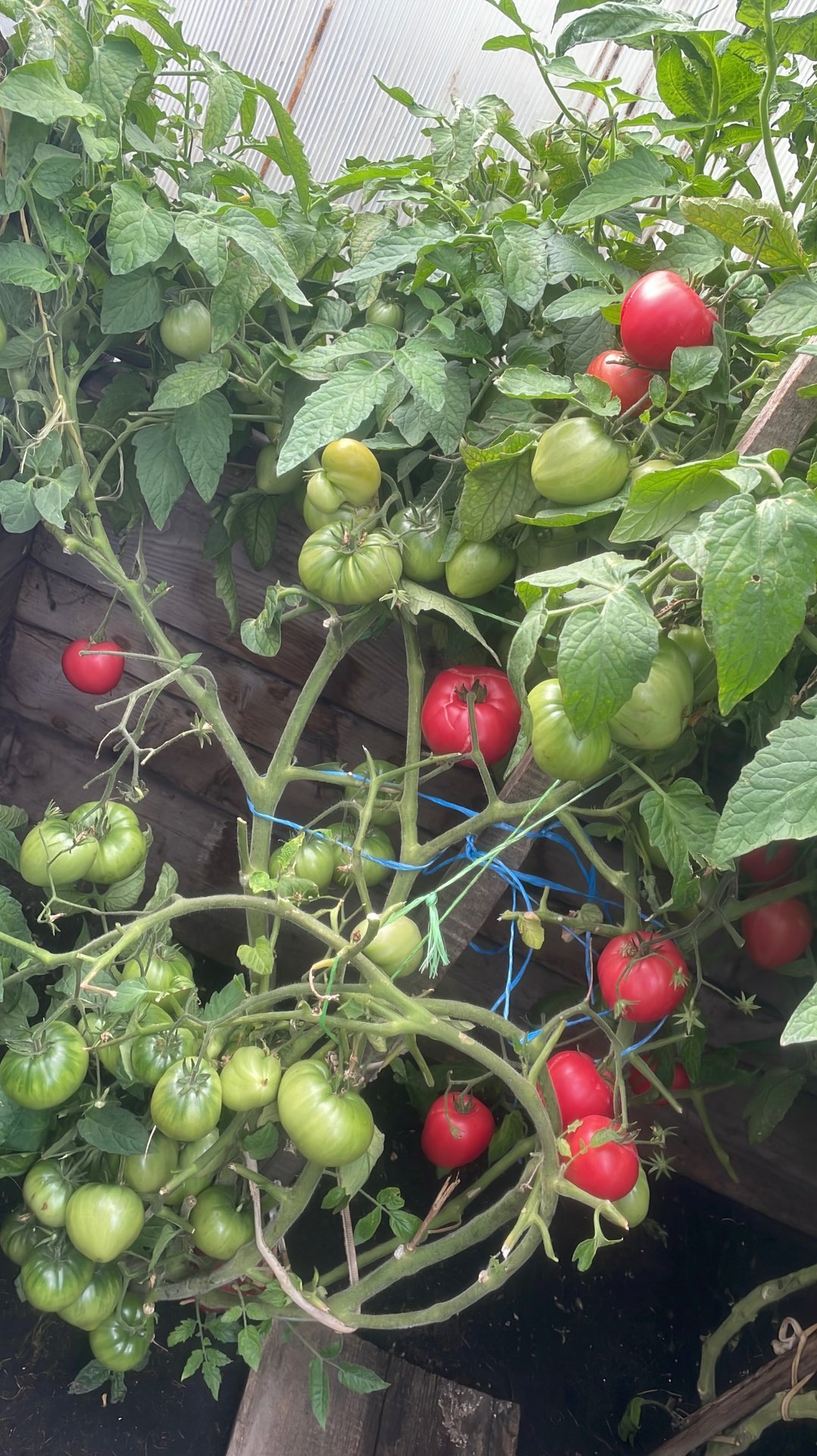 Обзор и дегустация томата РОЗОАЯ СТРАСТЬ из проекта Гном Томатный. смотреть онлайн