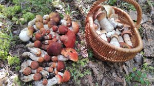 Шок! Рай грибника! Грибы повсюду! Белые и подосиновики 13.08.25