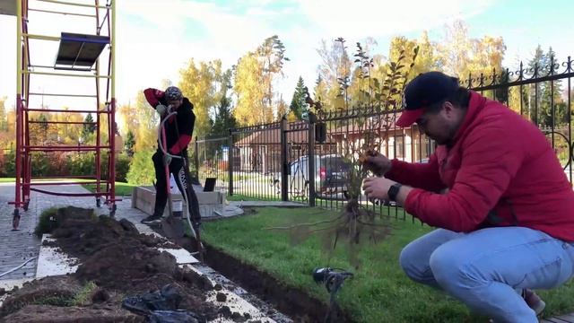 Голый корень: Какой смысл сажать его, а не контейнер? Смотри тут!