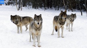 Волки против Волков! Жестокая борьба за территорию и добычу!