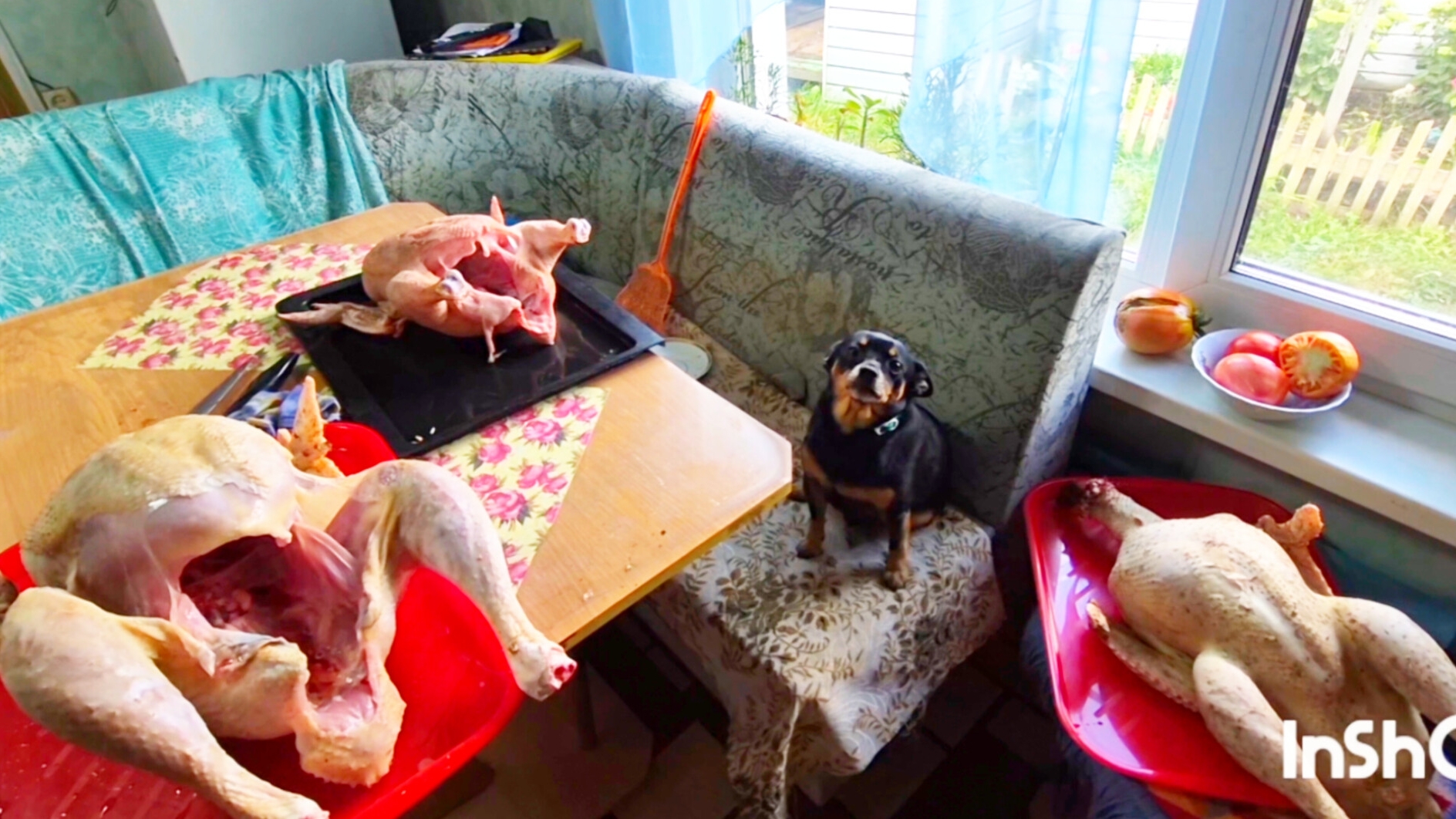 моя ДЕРЕВНЯ на Алтае,Забыла предупредить маму что это не кровь😜 смотреть онлайн