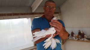 "В голубях- нет предела совершенству! "В гостях у Валерия Лаврова.