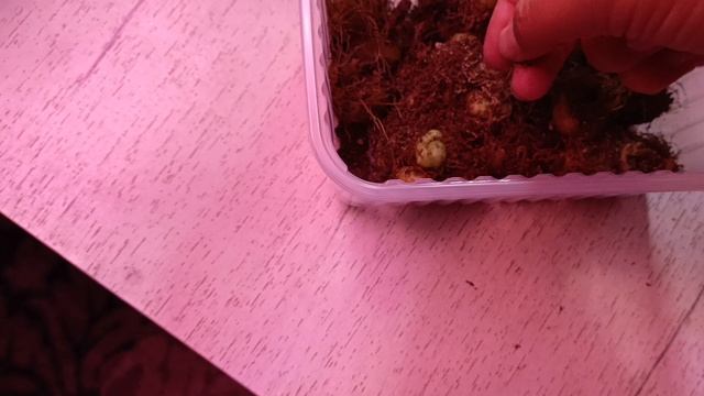 посадка мелких клубней в крышку для микроволновки! 🙂цвести будут к новому году 😍💕🌺 смотреть онлайн