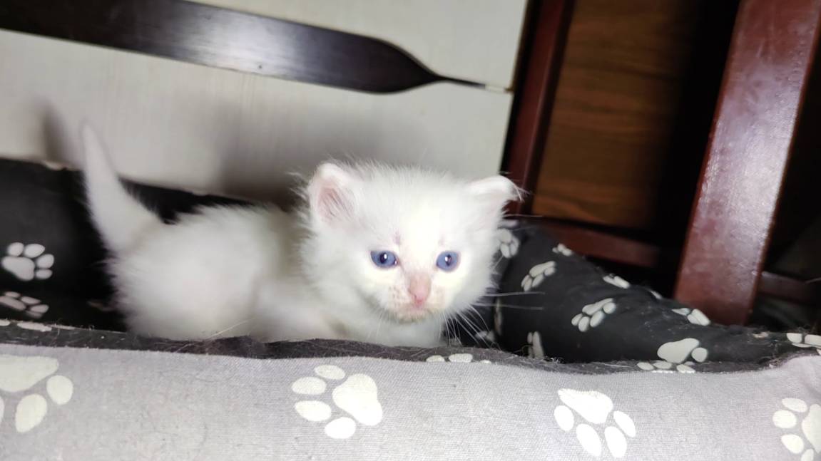 Мама-кошка и её белый котёнок. Милое кошачье семейство. 2025 смотреть онлайн