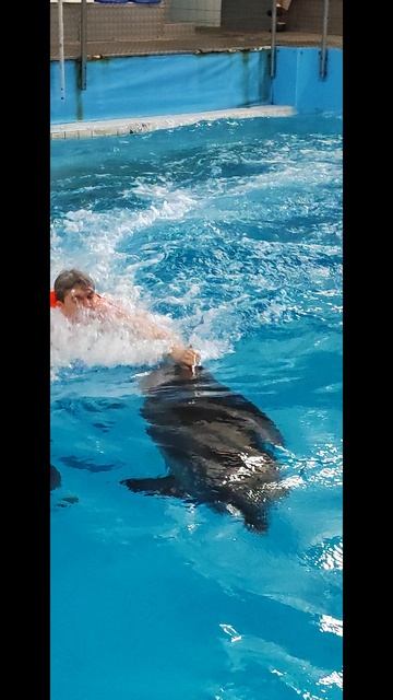 Мое первое знакомство с дельфинами