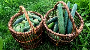 Огурцы собираю корзинами!! Делюсь секретом такого урожая !!