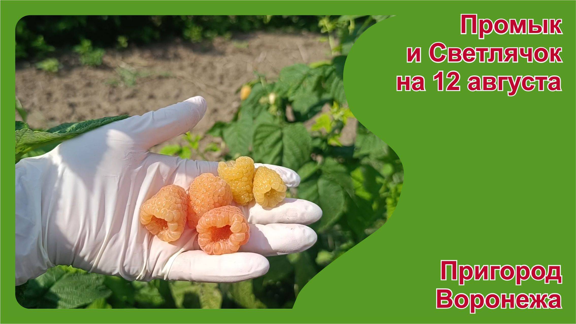 Желтоплодная малина Промык и Светлячок на 12 августа 2025. Пригород Воронежа.