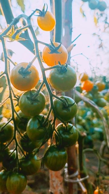 Лето и огород смотреть онлайн