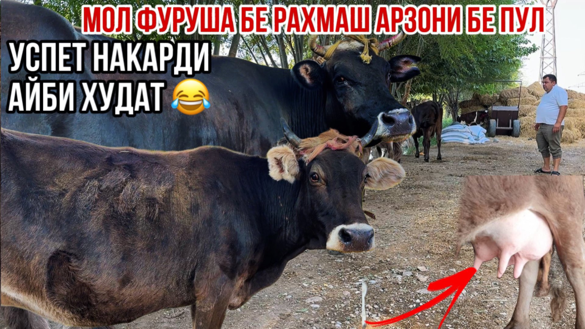 Молҳои арзон карпат