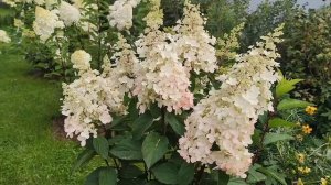 Гортензии в саду 21 августа.Ленинградская область.