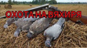 Охота на Вяхиря Август.