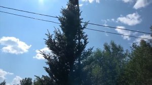 Сад Виктора Шешина-это шедевр!🙌