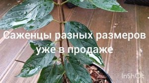 Metallica метельчатая гортензия 🌿🌺😍