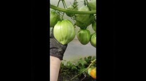 ТОМАТ БОЛЬШАЯ КРАСНАЯ КУКЛА - СУПЕР СОРТ