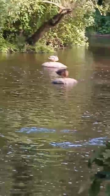 Утки-статуи смотреть онлайн