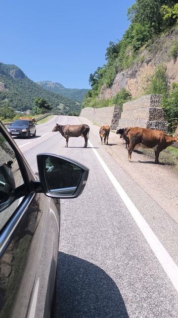 Коровы - хозяева дорог в Карачаево-Черкессии. По дороге из Домбая в Архыз смотреть онлайн