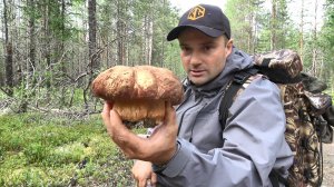 БЕЛЫЕ ГРИБЫ ВЕЗДЕ!!! БОРОВИКИ ВЫШЛИ, УСПЕВАЙ СОБИРАТЬ. ВЫЕЗД ЗА ГРИБАМИ НА ЛОДКЕ МАРК 370.