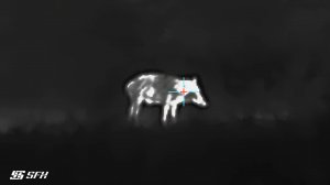 Работа по кабану ночью в дождь с тепловизором SFH VARG H50RL #охота #тепловизор