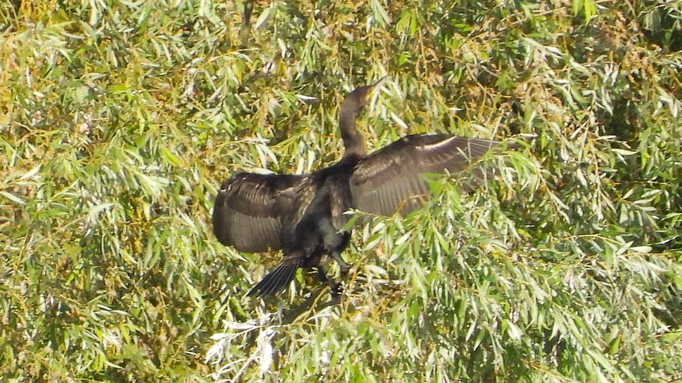 Большой Баклан сушит крылья сидит на дереве, наблюдение птиц в Великом Новгороде, 13 августа 2025 смотреть онлайн