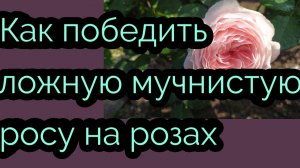 Мучнистая роса на розах. Победить можно. Ленинградская область.