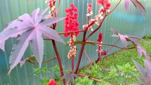 Лето на убыль.